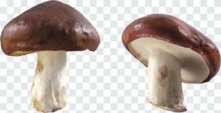 Champignon, lever de soleil, forêt PNG