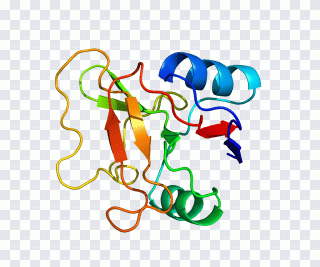 Texto, célula, proteína, ilustración PNG