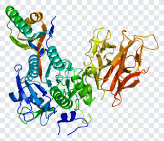 Pcsk9 Text, Protein, Proprotein Convertase PNG