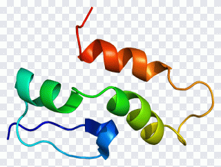 Protein Text, Snrnp, Ribonucleoprotein PNG