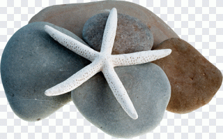 Estrella de mar, animales, piedra, verano PNG