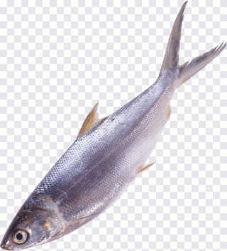 Poisson, animaux, fruits de mer, faune PNG