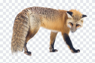 Renard, fourrure, renard roux, faune sauvage PNG