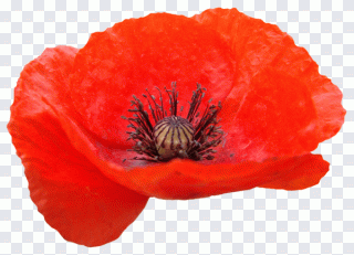 Coquelicot, orange, fleur, fleurs PNG