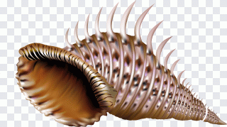 Mar, terra, búzio, animal, subaquático PNG