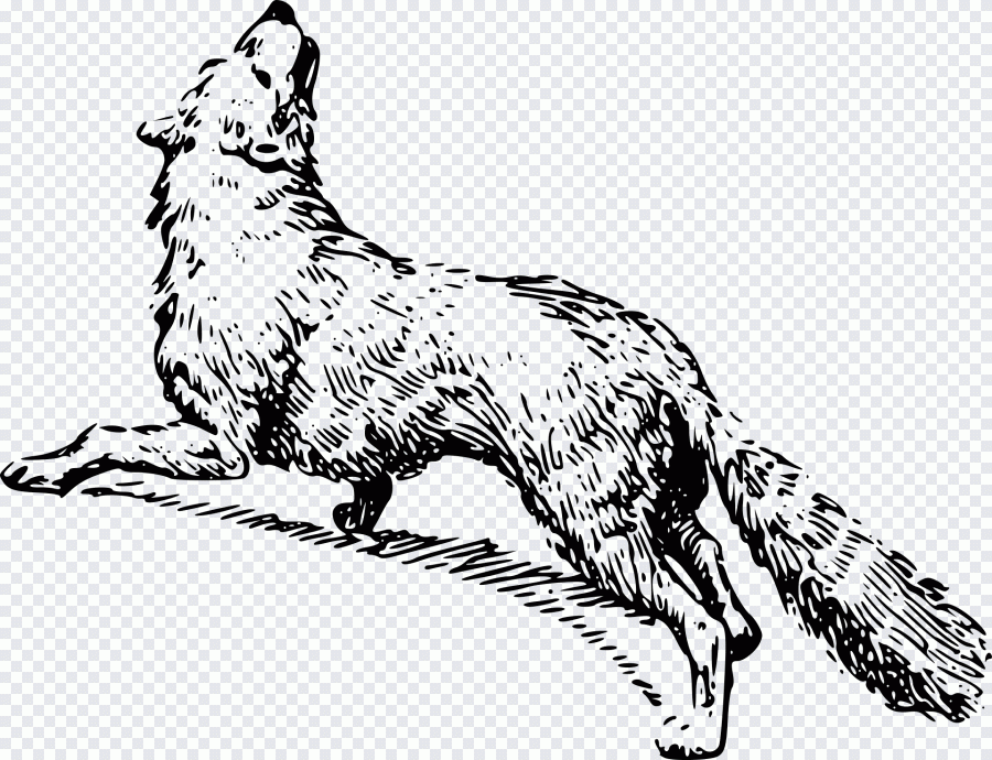 Animal, renard, course à pied PNG