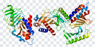 Proteína, estrutura, enzima PNG