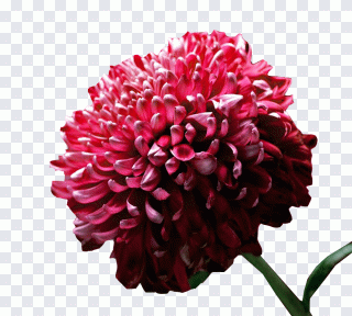 Écran large, fleur, chrysanthème, encre PNG