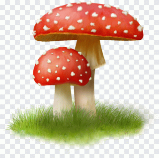 Pilz, Feld PNG