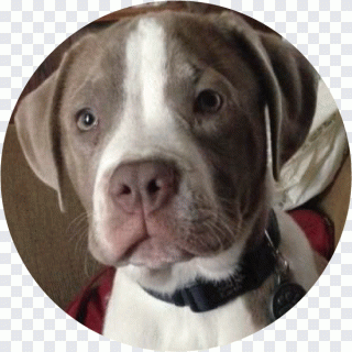 Terrier, Stier, Rasse, Hunderasse, Hund PNG