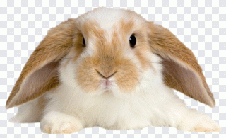 Marrom, animal PNG