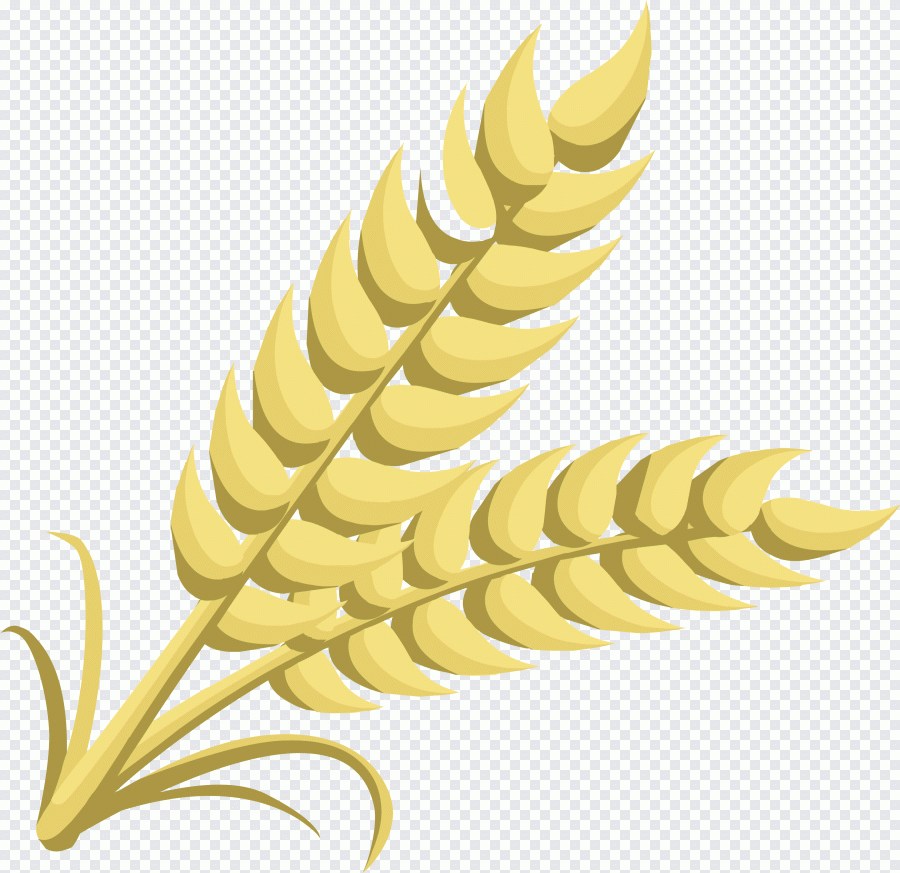 Trigo, cereales, oreja, grano, comida PNG