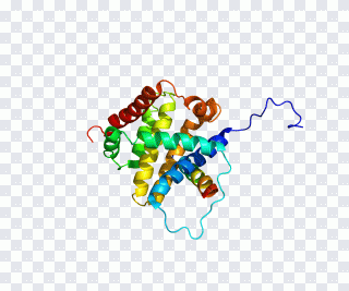 Protein, Zelle, Proteinstruktur PNG