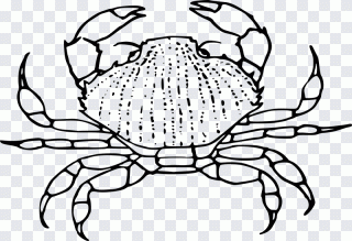 Decápodos, cangrejo, dibujo, cara, animales PNG