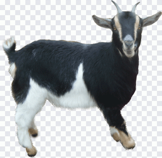 Anglo-Nubian goat Boer goat Jacob sheep PNG