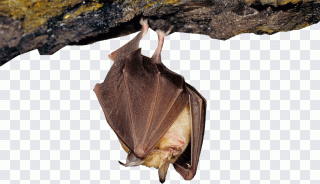 Chauve-souris, animal, animaux PNG