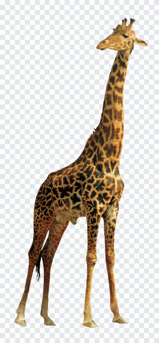 Girafe, animal, animaux, faune, giraffidés PNG