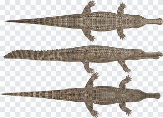 Animaux, faune, dinosaure, reptile PNG