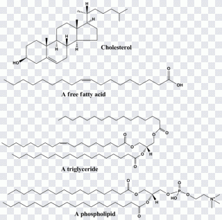 Estructura, blanco, texto, grasa, célula PNG