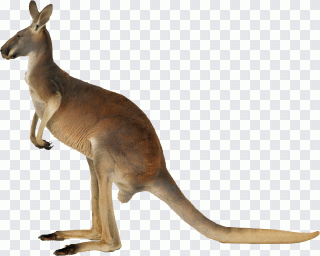 Animais, fauna, macropodídeos, vida selvagem PNG