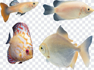 Poisson, aquarium, faune, animal PNG
