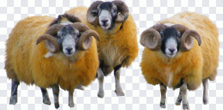 Sheep Wool Goat Yarn, sheep, winter, animals PNG