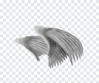 Ange, plume, aile, dessin, ailes PNG