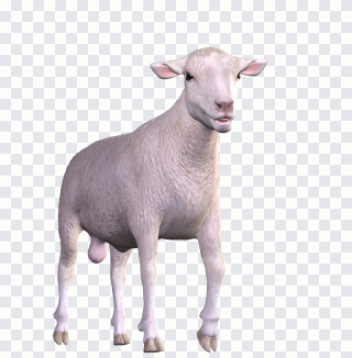 Chèvre, pâques, animal, animaux, bovidés PNG