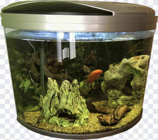 Aquarium, Fisch, Webdesign, Tiere PNG