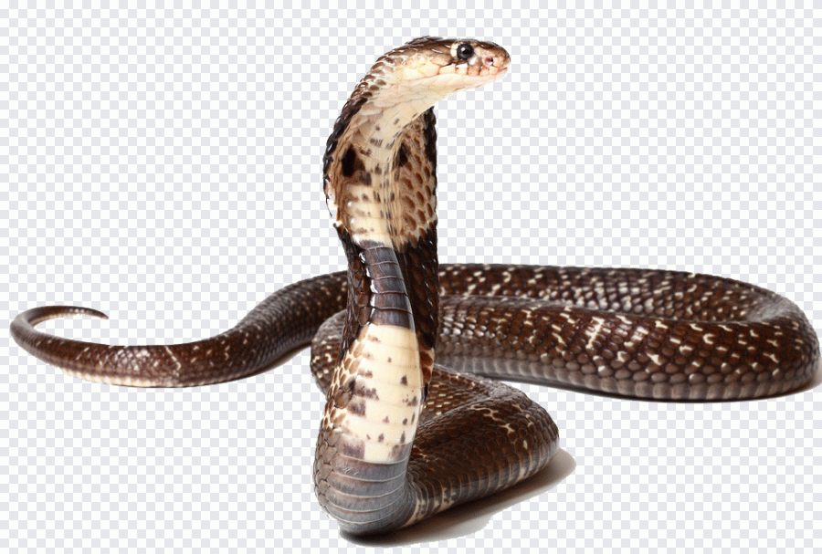 Gris, blanc, serpent, fond blanc, reptile PNG