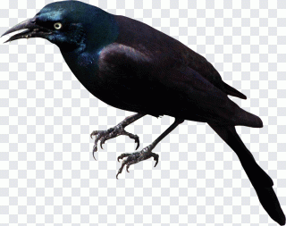 Rook American crow Bird New Caledonian crow PNG