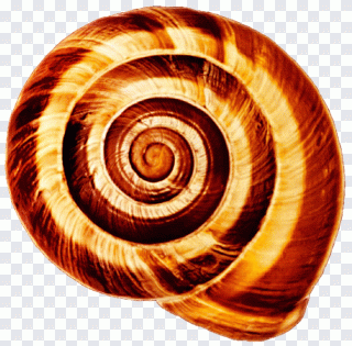 Улитка, ракушка, животные, спираль PNG