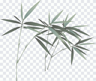 Bambú, pintura a tinta, tinta, pintura PNG