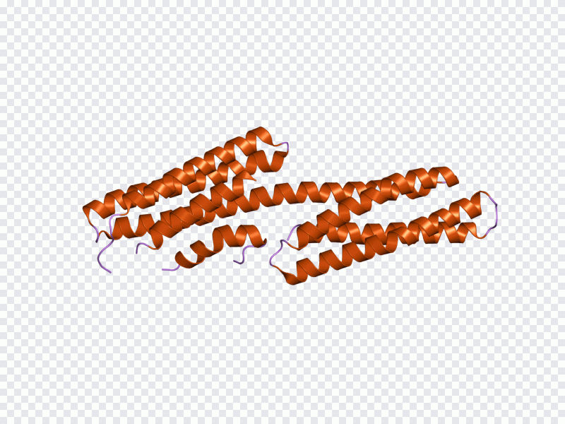 Proteína, texto, laranja PNG