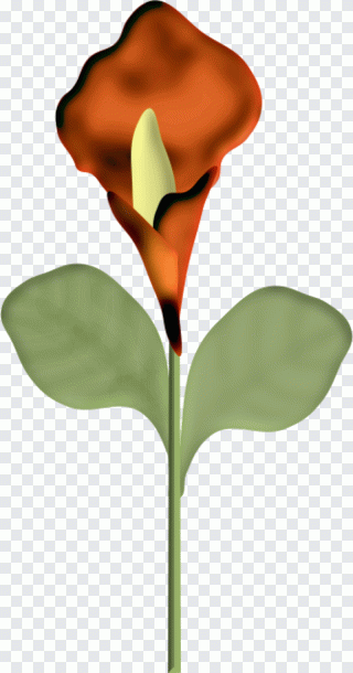 Tallo, pétalo, planta, flor, bandera PNG