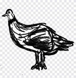 Aile, dessin, noir et blanc, stylo, simple PNG