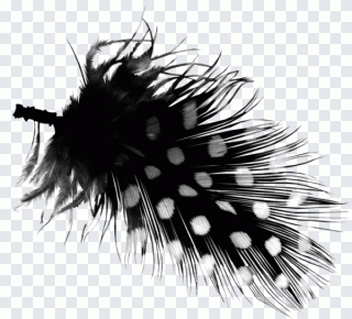Pena, software, branco, preto, ponto PNG