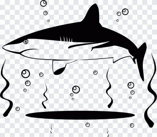 Hai, weiß, Meeressäuger, Delfin, Fisch PNG