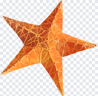 Starfish Star polygons in art and culture PNG