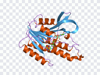 Short-chain dehydrogenase Reductase Enzyme PNG