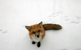 Renard, neige, hiver, animal, animaux PNG