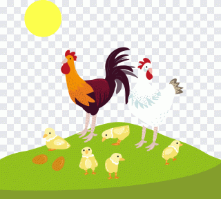 Coq, poulet, lever de soleil, dessin animé PNG
