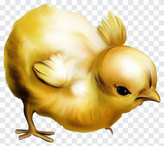 Carte postale, poussin, poulet, pâques PNG