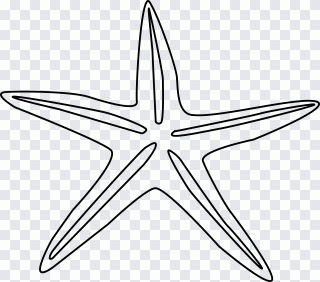 Starfish Drawing, details page s, animals PNG