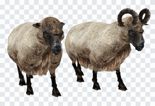 Welsh Mountain sheep Icon, Sheep, animals PNG
