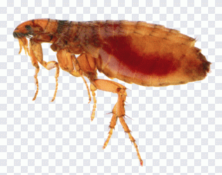 Nuisible, insecte, animaux PNG