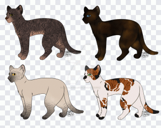 Rasse, Hunderasse, Schnurrhaare, Katze, Tier PNG