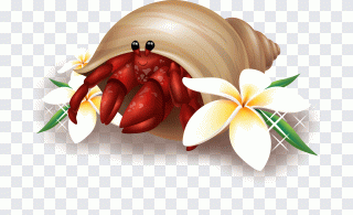 Krabbe, Meer, Strand, gemalt, Lebensmittel PNG