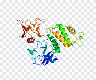 PTK2B Integrin-linked kinase Gene Protein PNG