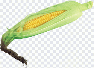 Milho, comida, legume, mercadoria PNG